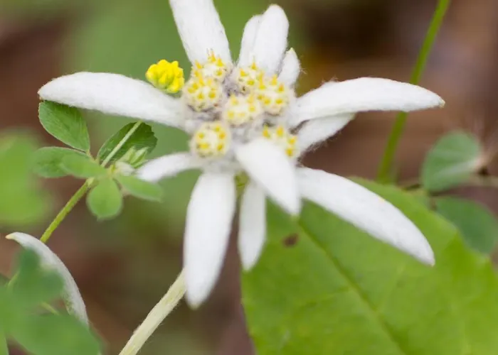 Campingplads Camping Pineta *