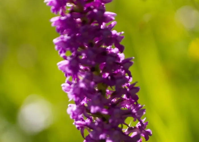 Camping Camping Pineta *