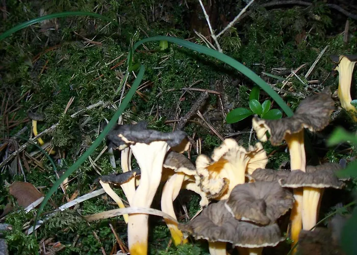 Camping Camping Pineta